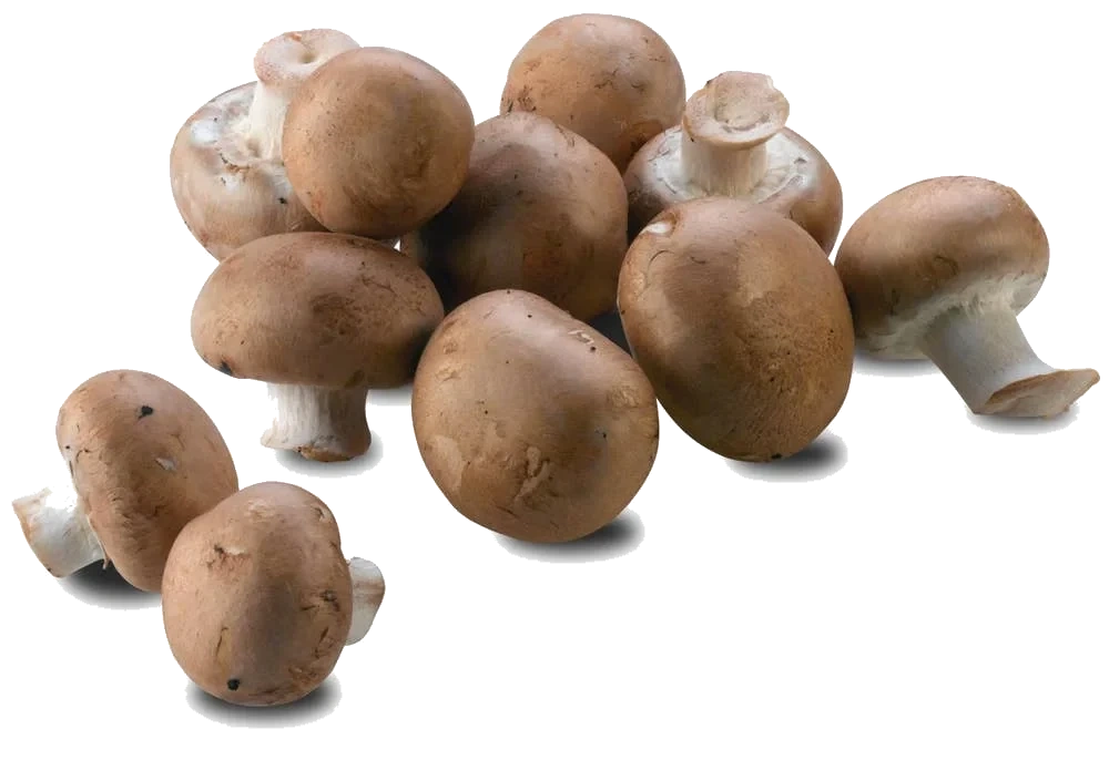 Aromasopp