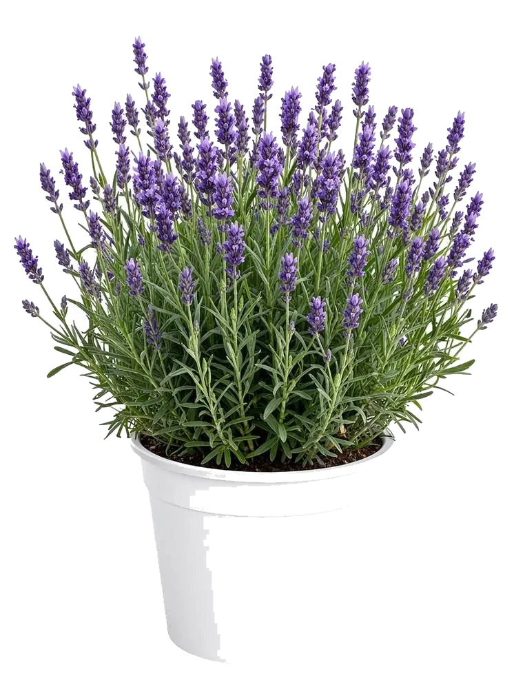 Lavendel Lilla