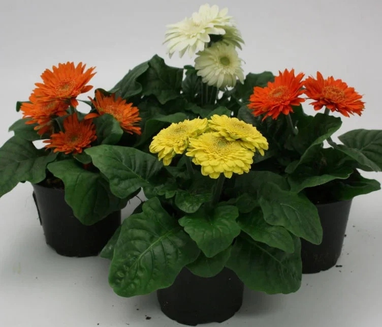 Gerbera 13cm