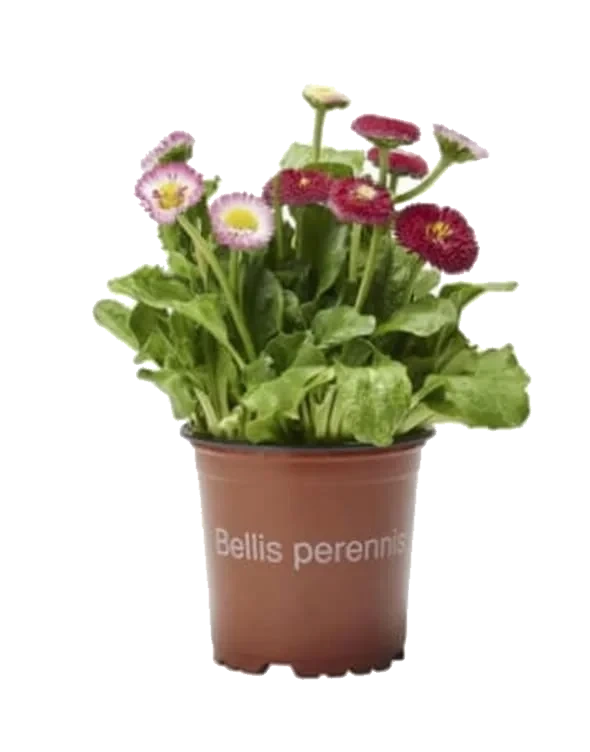 Bellis 11cm