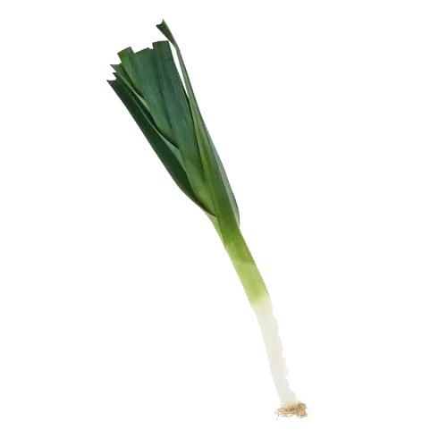 Purjolök St Klass 1