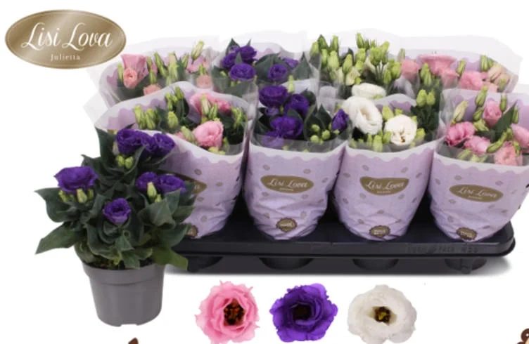 Lisianthus 13cm