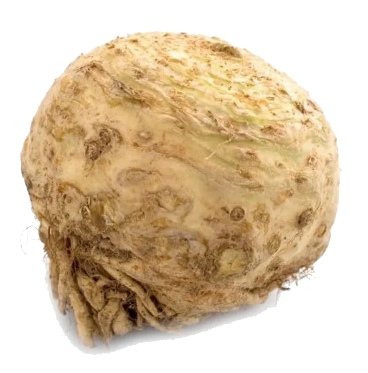 Sellerirot Kg