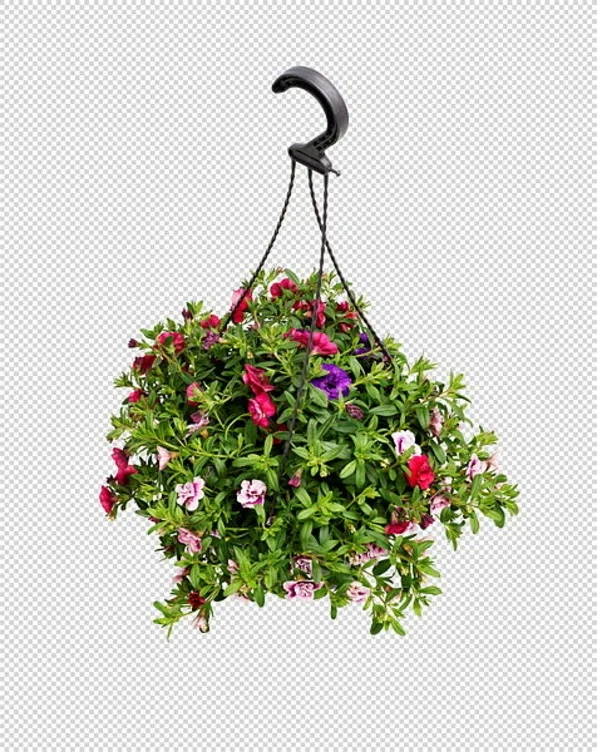 Petunia i Ampel