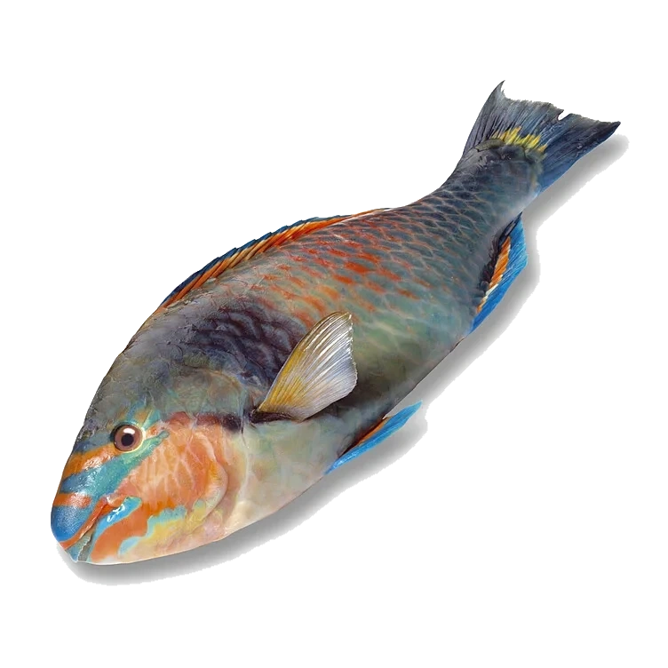 Papegøyefisk hel pr Kg