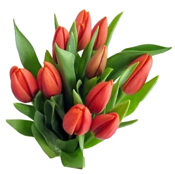 Tulipaner 10stk