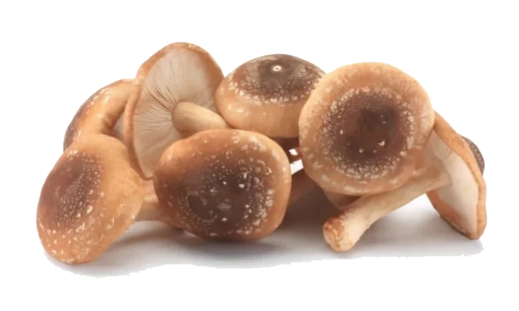 Sopp Shitake