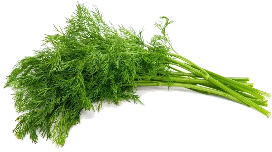 Fersk Dill