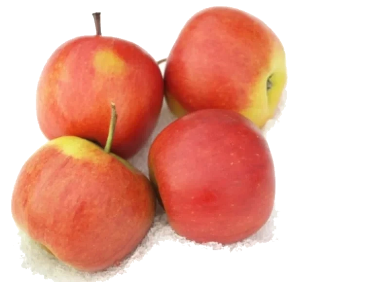 Epler Rubinstep