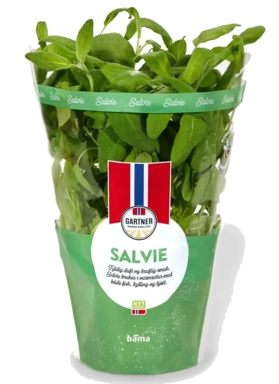 Salvie 12cm Stor Potte