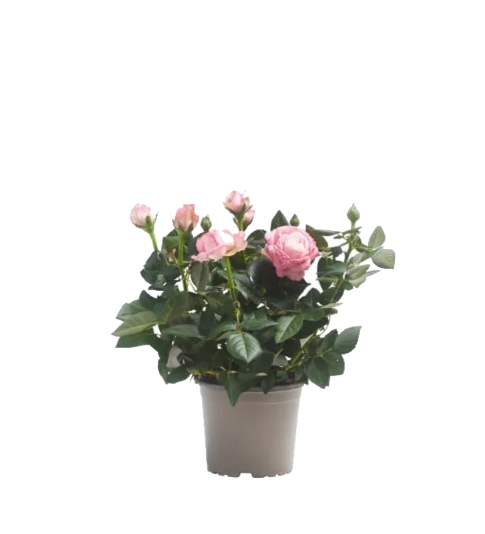 Spansk Margeritt 19cm
