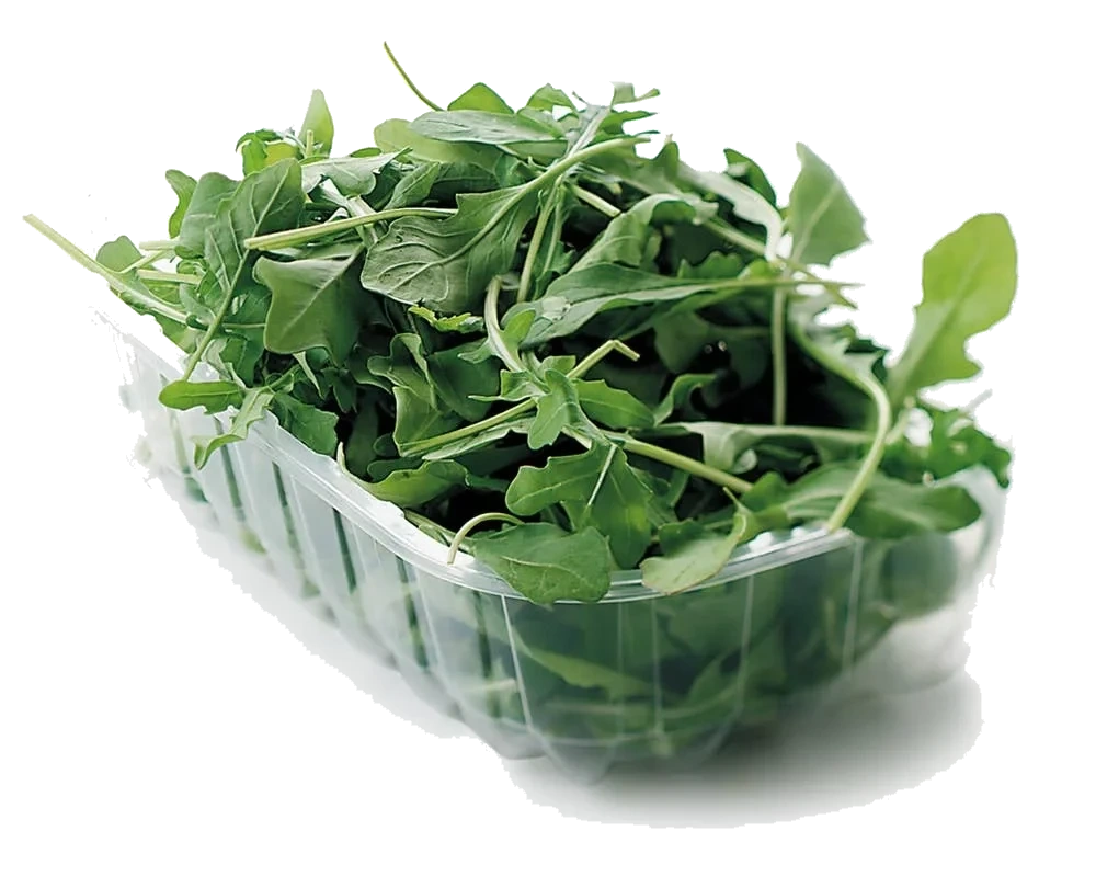 Ruccola