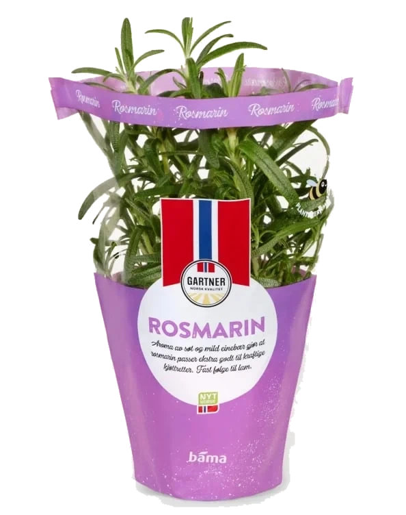 Rosmarin 9cm Potte Gartner