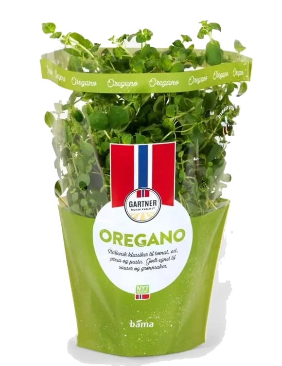 Oregano I Potte