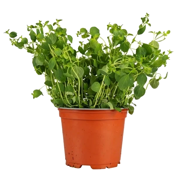 Oregano I Potte