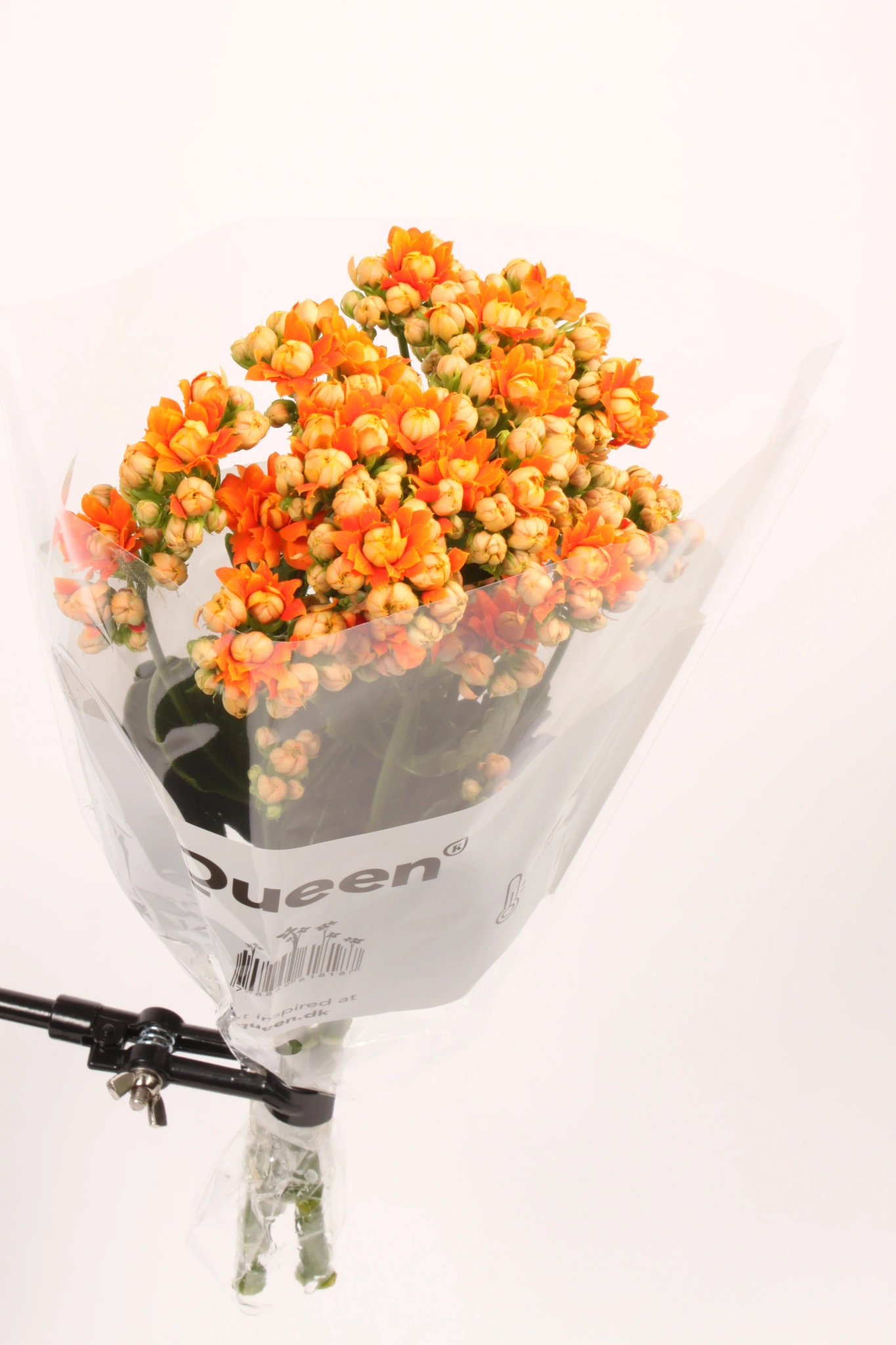 Kalanchoe 3pk