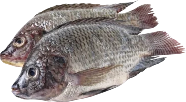 Tilapia 800g + Renset Stor