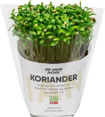 Koriander