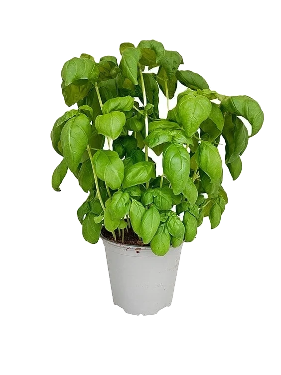 Basilikum 750g Ravnsborg