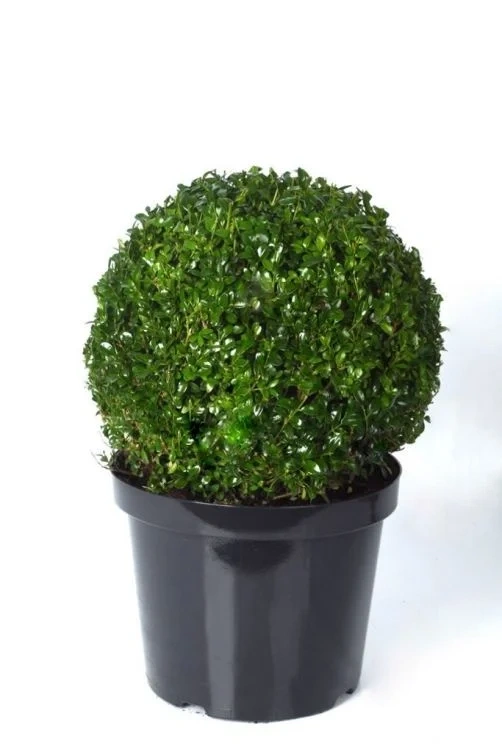 Buxus Kule i Potte 23cm