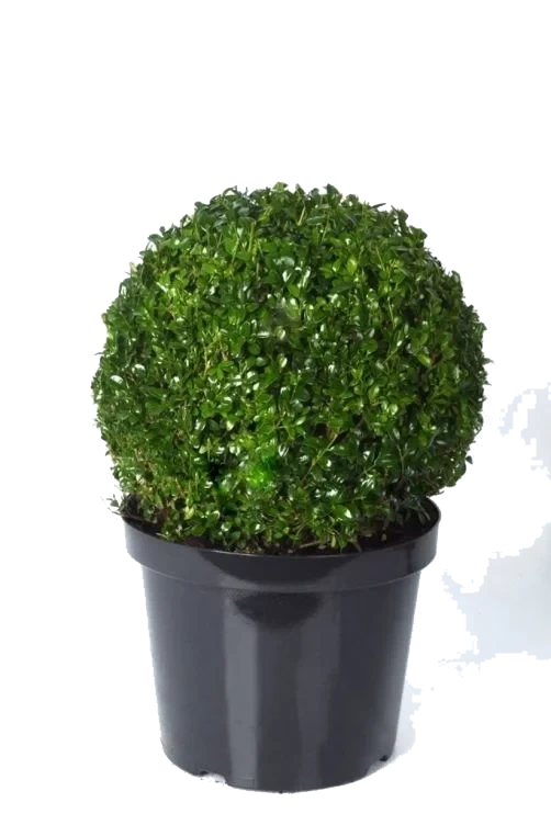 Buxus Kule i Potte 23cm