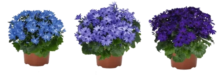 Cineria 12cm