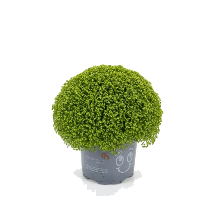 Selaginella 11cm