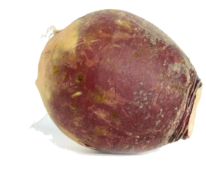 Økologisk Kålrot
