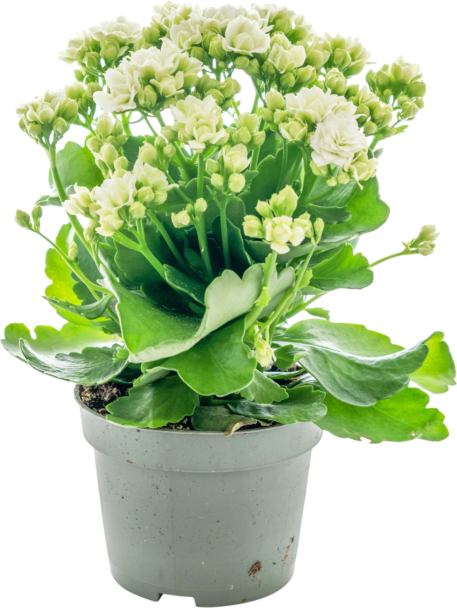 Kalanchoe Blossfeldiana Queen Vit