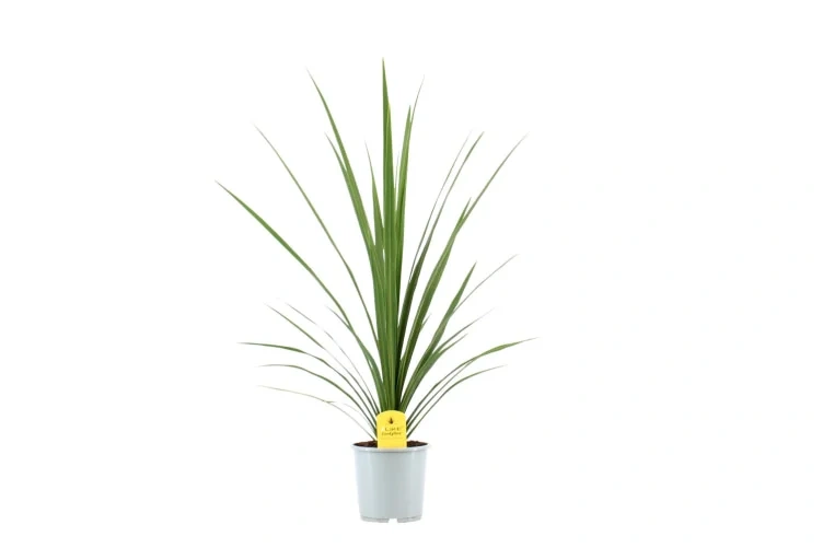 Cordyline Verde Grønn 17cm