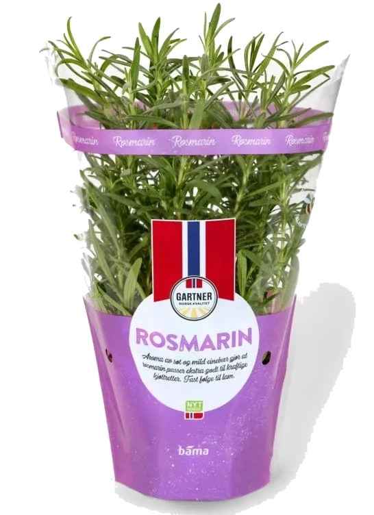 Rosmarin 12cm Stor Potte