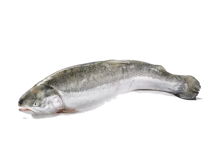 Hel ørret Oppdrett