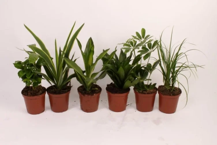 Grønnplanter Miks 12cm
