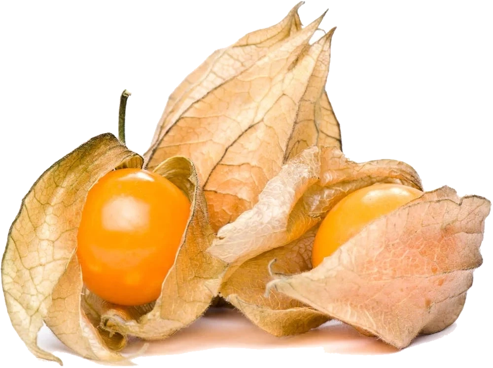 Physalis Kurv