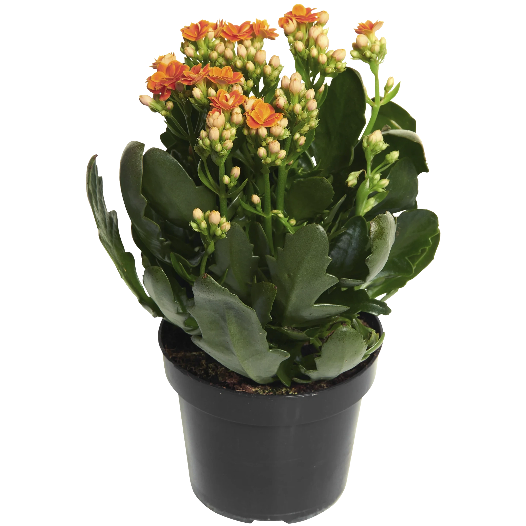 Kalanchoe Queen