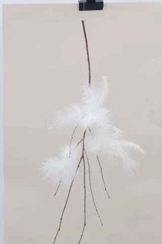 Fjäderblomma Beige