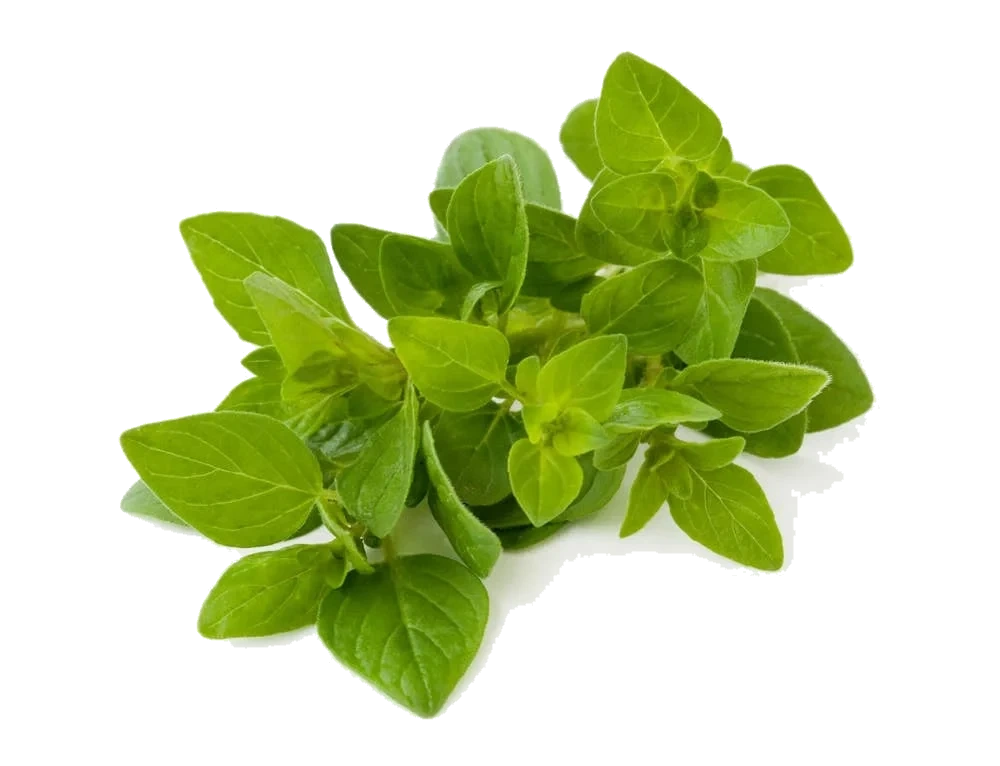 Fersk Oregano