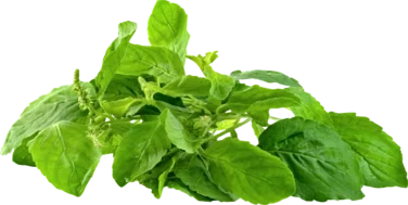 Holy Basil (krapao) 80g So Fresh