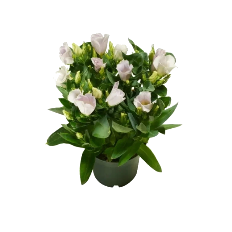 Lisianthus 12cm