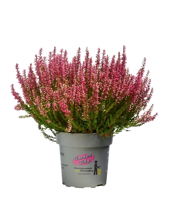 Calluna Lyng Garden Girl