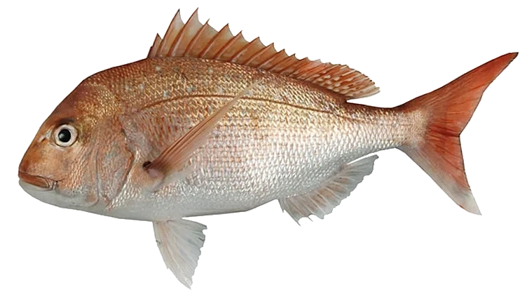Red Snapper hel løsvekt