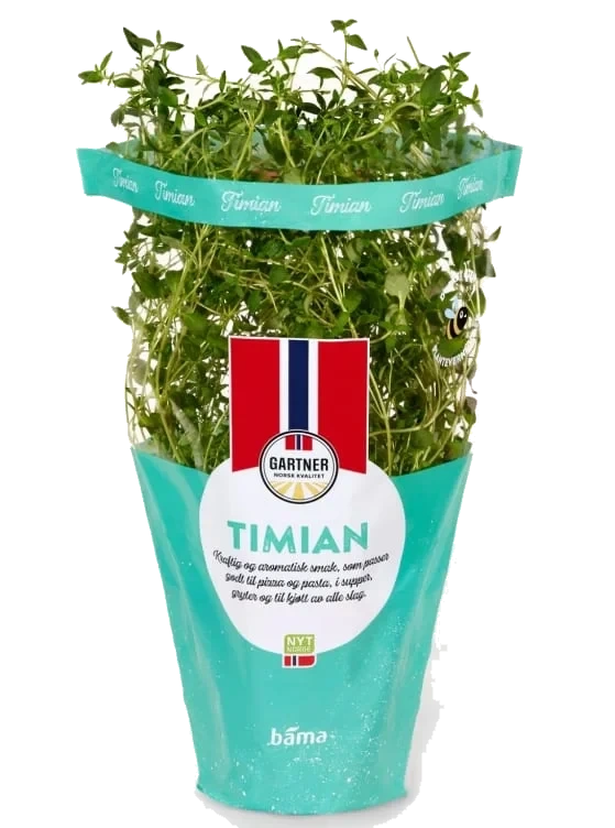 Timian 9cm Potte Gartner