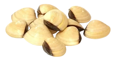 Clams 40/60 Vongole Hel Skjell