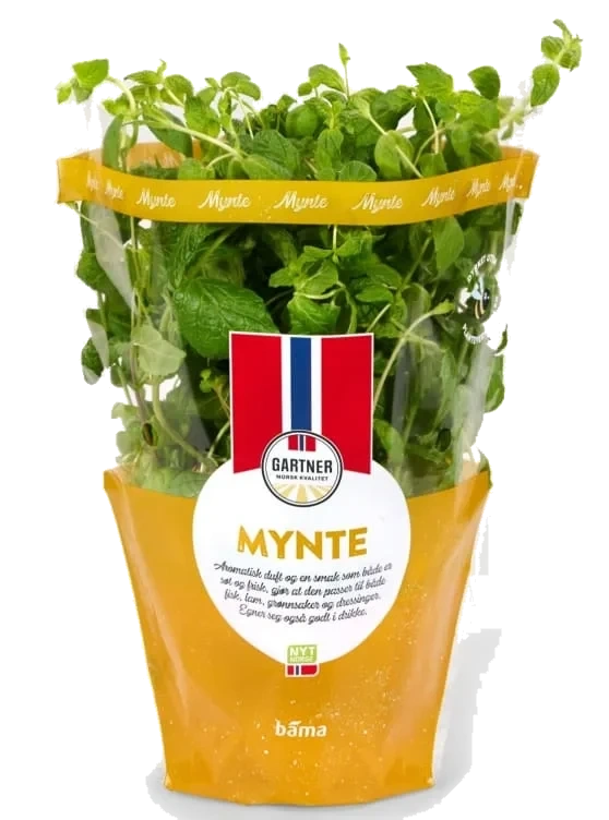 Urte Mynte Potte Stor