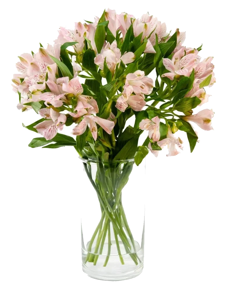 Inkalilje rosa