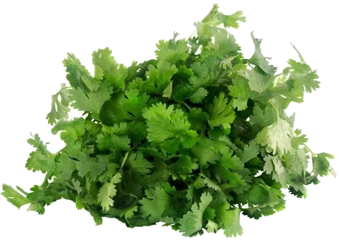 Fersk Koriander