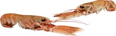 Seacon Sjøkreps 4/7 750g