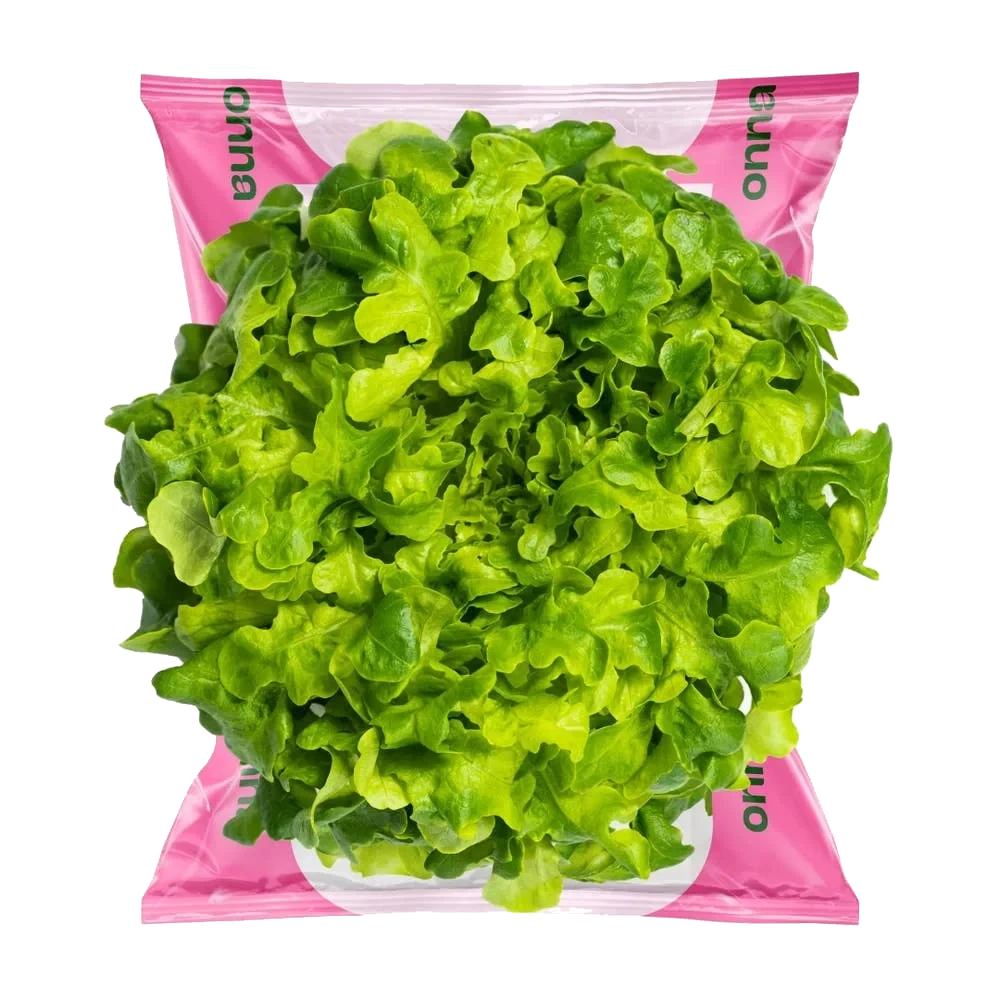 Kjekkas grønn ekeblad