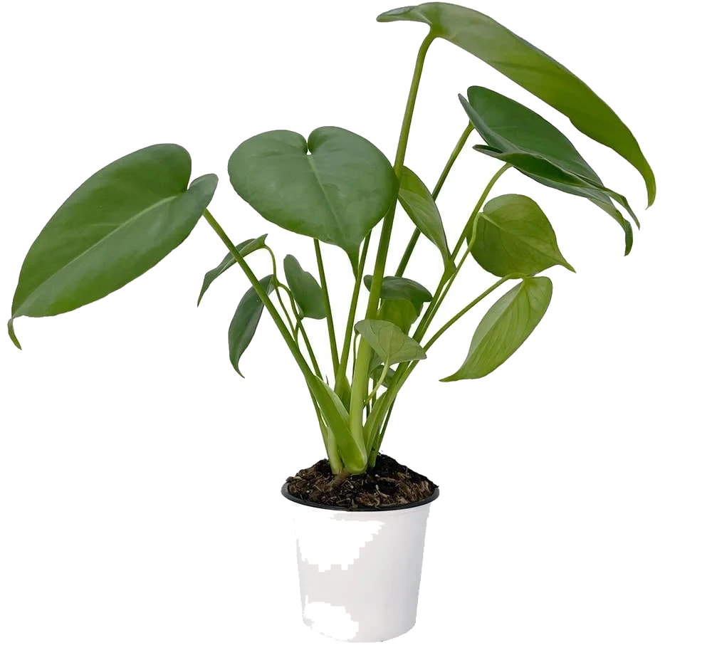 Monstera