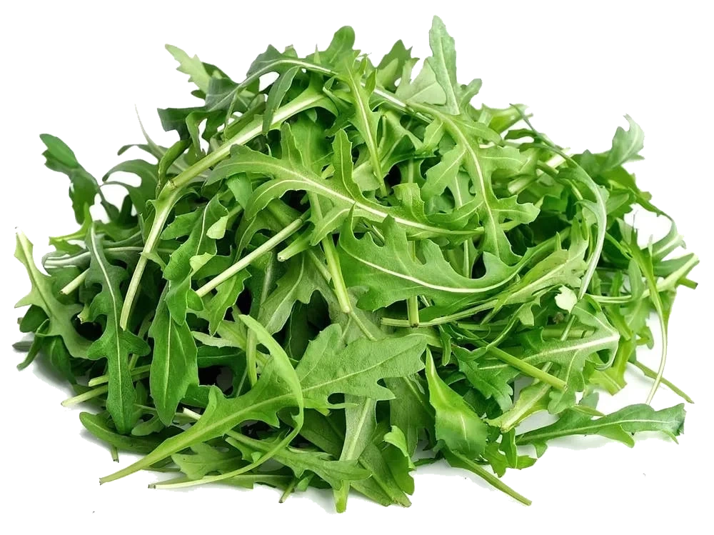 Ruccula